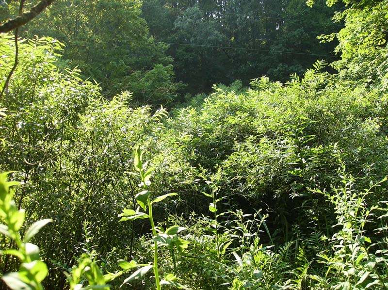 Black Willow Floodplain Thicket